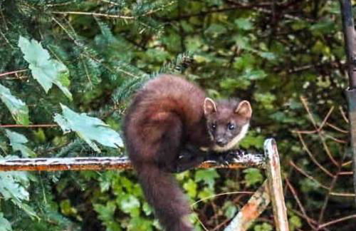 Scottish Highland Cottage Tyndrum Upper Station - Foto 19