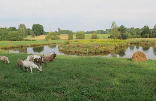 domki na leśnej polanie - Foto 35