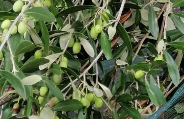 Corte degli Ulivi - Foto 80