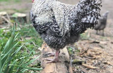 Cabana in Zweedorf an der Ostsee - Photo 14