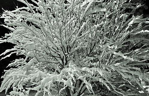 les Cimes d'Or Mont blanc - Photo 27