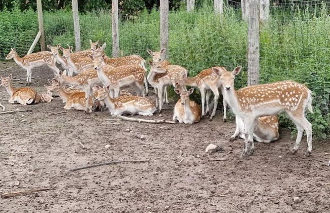 4 Person Holiday Home in Grevinge - Foto 15