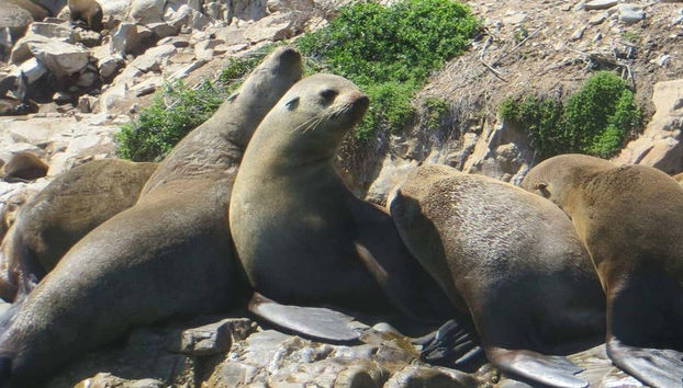 Colonia de leones marinos