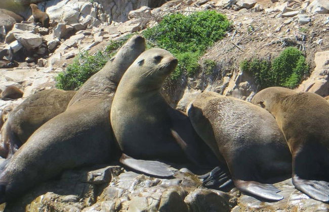 Nado con leones marinos en Plettenberg Bay - Foto 3