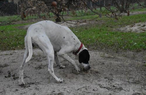 Villa Gaia Truffle Experience - Photo 49