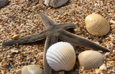 ZEN BEACH RETREAT - OCEAN VIEW TOWNHOUSE -No Drive Beach - Foto 160