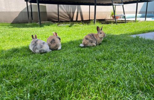 CityDreams mit Altbauflair die Premiumunterkunft in Lörrach bei Basel - Foto 36