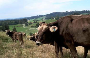 Ferienhaus Rasch - Foto 22