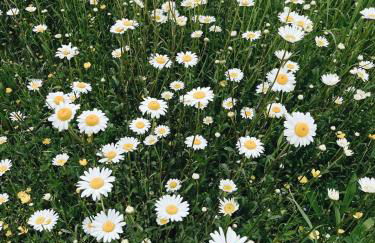 Il fienile di Cornazzano - Photo 29