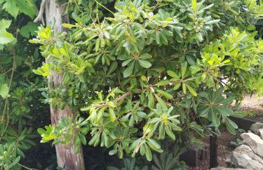 Apartments Nevija - Foto 36