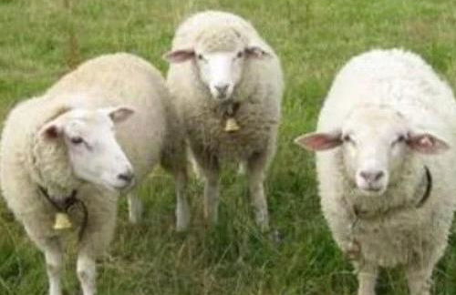 Holiday Home FH Panoramablick by Interhome - Foto 29