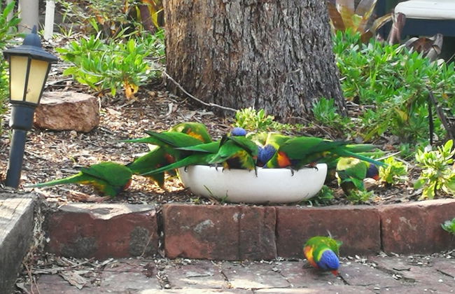 Kalimna Woods Cottages - Foto 77