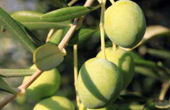 Apartment Ugljan 846b - Foto 11