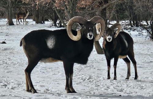 Le Mas des Oliviers - Foto 14