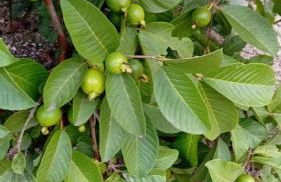 Quinta da Tranquilidade - Foto 24