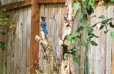 Tony's Riverside Oasis - Foto 41