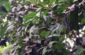 Lugar de descanso e muito verde praia e lagoa Araruama - Foto 17