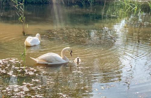 Willow Lodge - Foto 15