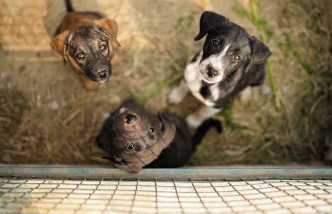 Tuk Tuk Gilhari Noida - Foto 65