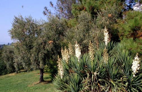 Casale rinnovato immerso nella campagna con splendida piscina privata - Foto 34