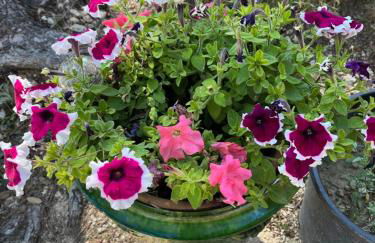 La Pujauline - Photo 16