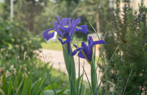 Il Casale-toscoemiliano - Foto 16