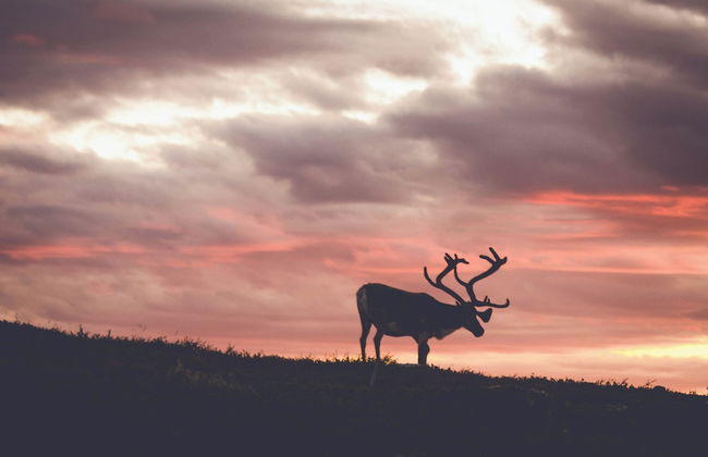 Tännäskröket - Foto 64