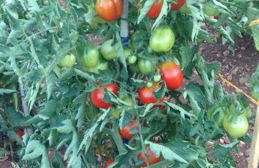 Country House Speedy - Foto 20