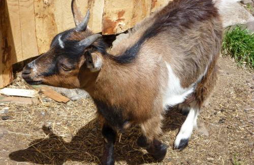 Apartment Pension Himmelsbach by Interhome - Foto 57