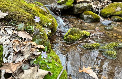 Cabin on 17 acres by National Forest - Foto 34