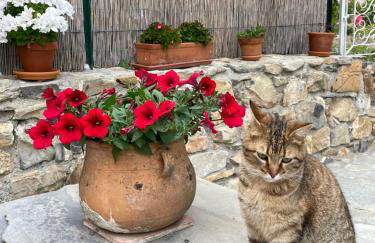 Piccola Navetta - Foto 19