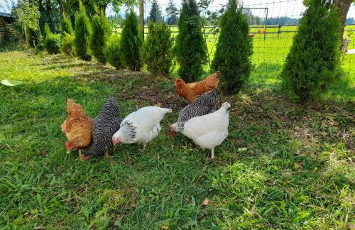 Ferienwohnung im alten Milchwerk - Foto 14