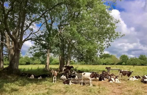 Goose Feather Barn, Wedmore luxury cottage for two - Foto 33