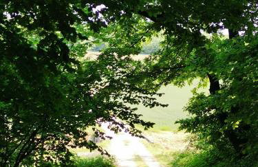 Forest paradise - Photo 3