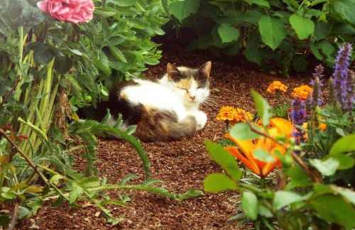 200 Jahre altes Landhaus mit Tieren - Foto 24