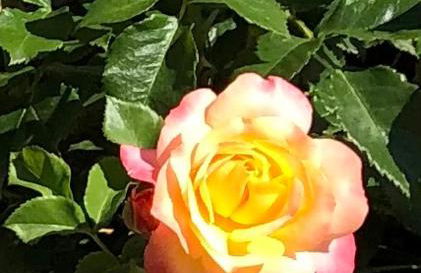 Le Kesbel entre Strasbourg et Colmar en centre Alsace - Foto 20