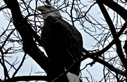 "Lovely Tiny House Rental for a Romantic Getaway in Shepherdstown, West Virginia - Foto 12