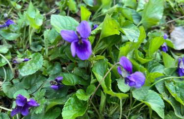 Casa Lastri - Foto 40