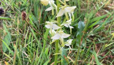 Rechullin, Torridon - Foto 2