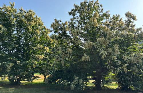 L ancien fournil - Sejour authentique & douillet - Proche de Sarlat - Foto 19