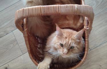 Zielona Przystań - Foto 19