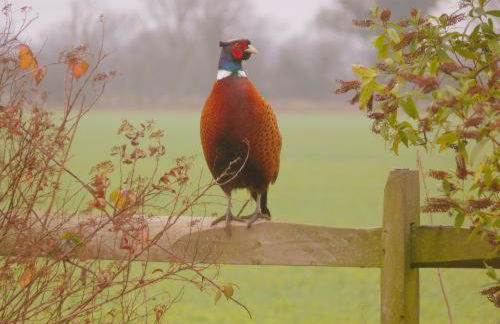 Pheasant Suites - Foto 21