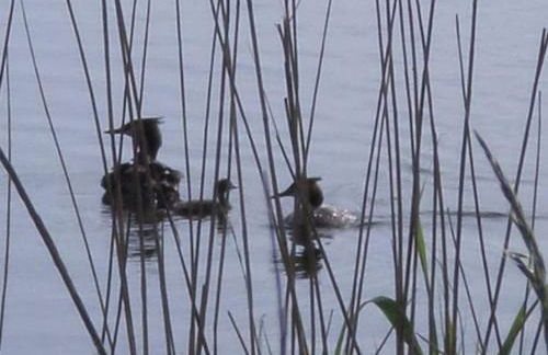 Haus Sonnenhof am Dollart 45240 - Foto 18