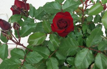 Apartment Vesna - Foto 48