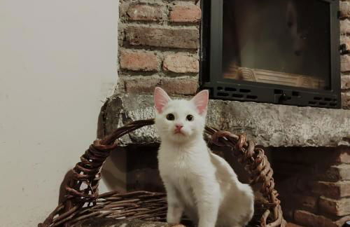 Apartamentos Rurales El Collaín de Campiellos - Foto 27