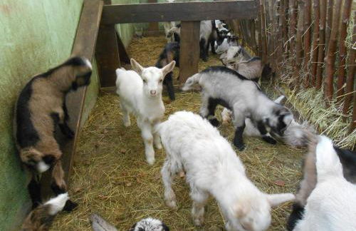 Agriturismo Fiorendo - Photo 18