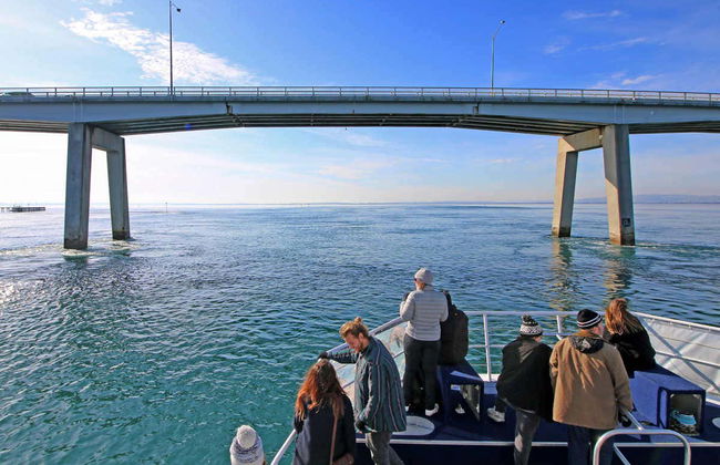Paseo en barco por la Isla Phillip - Foto 4