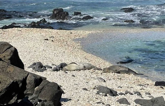 Studio Nene by AvantStay | Chic, Cozy, King Bed - Foto 7