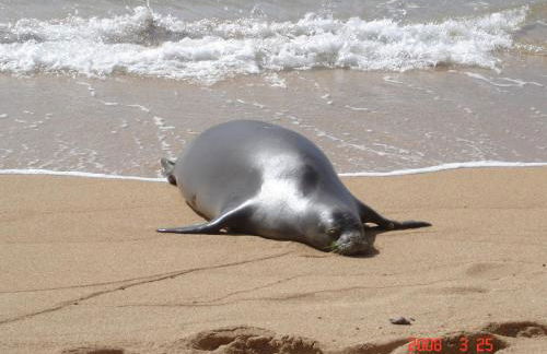 Islander on the Beach Unit 244 - Foto 16