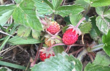 Uroczy dom i bezpłatny parking - Foto 34